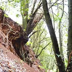 Sombra Del Laurel * Valleseco