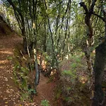 Sombra Del Laurel Valleseco