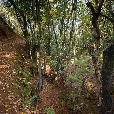 Sombra Del Laurel Valleseco
