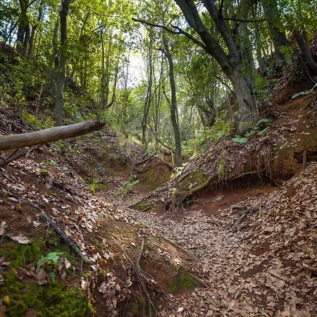 Sombra Del Laurel Valleseco