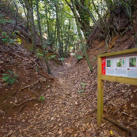Sombra Del Laurel * Valleseco