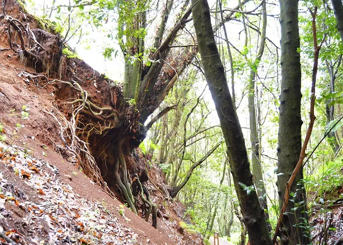Sombra Del Laurel * Valleseco