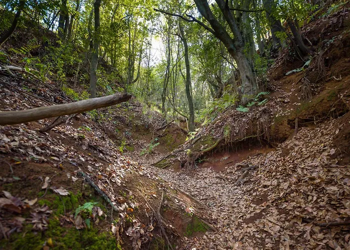 Sombra Del Laurel Valleseco